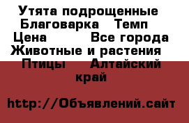 Утята подрощенные “Благоварка“,“Темп“ › Цена ­ 100 - Все города Животные и растения » Птицы   . Алтайский край